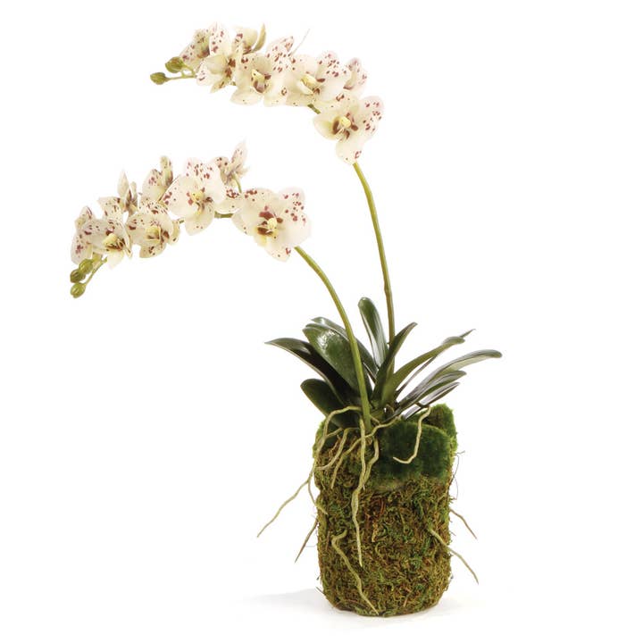 Realistic 16-inch Phalaenopsis orchid drop-in with crafted root ball